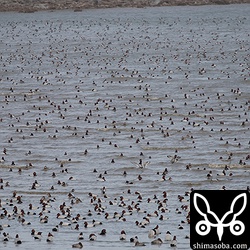 諫早へ行く途中の有明海の様子。全部ホシハジロです。