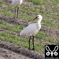ヘラサギ9羽とクロツラヘラサギ1羽が水路で採餌していた。