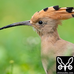 雨がぱらついていて活性は低かったけど開けたところに出てきた。
