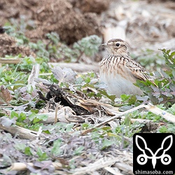 ヒバリは `沖縄でまれに観察されるヒバリ <https://shimasoba.com/blog/1131/>`_ と雰囲気が違う。