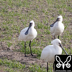 ヘラサギの群れに1羽だけ混じっていたクロツラヘラサギ。