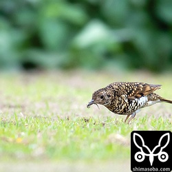このトラツグミは少し歩いてはミミズを捕まえていました。ほかのツグミやアカハラ、シロハラよりかなり効率よく獲物にありついていた。