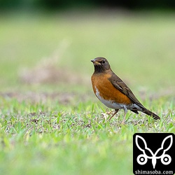 アカハラ第1回冬羽。一瞬、オオアカハラにも見えましたが、ここは石垣島だしアカハラかなという消極的識別…。^^;