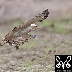 もといた場所のすぐ近くに着地しました。