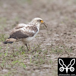 オオヒキガエルを捕まえたカンムリワシの幼鳥。目が暗色の個体です。