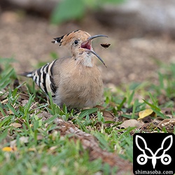 捕まえた獲物は放り投げて一呑み。