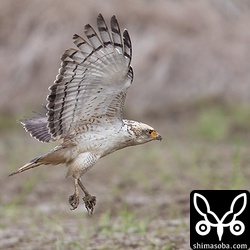 作業中のトラクターが近づいてきたので、足にカエルを掴み飛ぶカンムリワシの幼鳥。