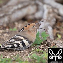 砂浴びの合間にも健啖家のヤツガシラは長いくちばしを地面に突き刺しゴキブリを捕まえていた。
