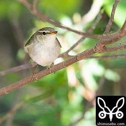 メボソムシクイは素早く動くので写真は数枚しかおさえられませんでした。