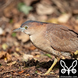 歩道を歩くズグロミゾゴイ。