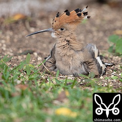 砂浴び中のヤツガシラ。