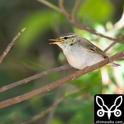 越冬中のメボソムシクイ。鳴き声が聞けたので識別できました。
