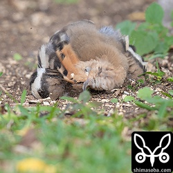 ヤツガシラにとって砂浴びは至福の時間のようです。