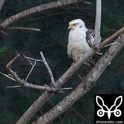 上の個体と同じエリアの田んぼにいたカンムリワシ幼鳥。お互い関心がないようだった。