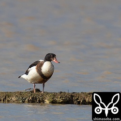 昨年から滞在中のツクシガモ。ヒドリガモやハシビロガモと休憩していた。