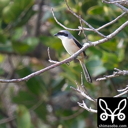 畑の周りの防風林に止まったり、スプリンクラーに止まったりして獲物を探していた。