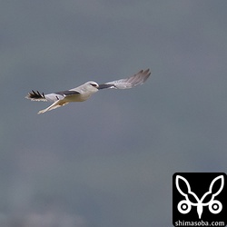 今やカタグロトビは朝方や夕方になれば石垣島のあちこちの田んぼや畑で見られます。