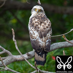 カンムリワシの幼鳥が田植えを準備中の田んぼにいました。