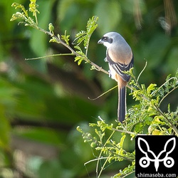 タカサゴモズの美しい背中。