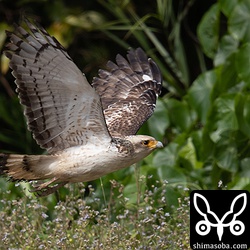 カンムリワシ幼鳥。虹彩が暗色のタイプです。
