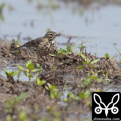 下面が多少色づいてきたタヒバリ。