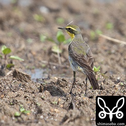 夏羽に変わりつつあるツメナガセキレイ。群れの中でもほとんど夏羽になっている個体からまだ冬羽の個体まで様々でした。