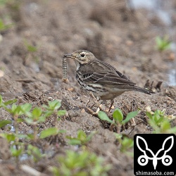 何かの幼虫を捕まえたタヒバリ。