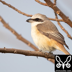 シマアカモズ成鳥オス。