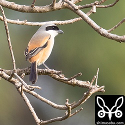 暖かい日が続くので、いつ渡ってしまうか気になるところです。