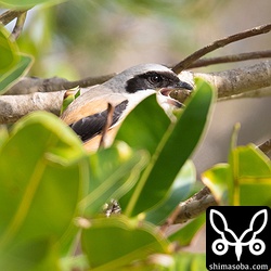 近いんだけど、全身は拝めず。ペリットを吐き出していた。