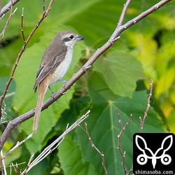 石垣島で見られるほかのモズより渡りの始まりが早いカラアカモズ。