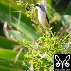 お気に入りの枝に止まるタカサゴモズ。