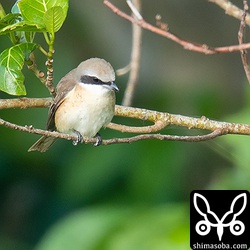 シマアカモズ成鳥メス。