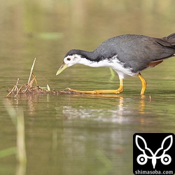 田植えの準備で水の張られた田んぼにはシロハラクイナが多く見られました。