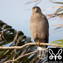 カンムリワシ成鳥。