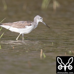 夏羽が数枚見えるアオアシシギ。