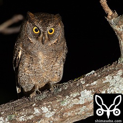 巣立ちの時期にはコノハズクのヒナたちが止まるセンダンにいた個体。縄張り的に `昨年の巣立ちビナたち <https://shimasoba.com/blog/1434/>`_ の親なのだろうか?