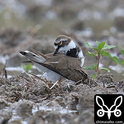 冬羽がまだ残っていますが、夏羽に換羽しつつあるコチドリ。この個体が群の中で一番換羽が進んでいた。