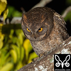 車の前照灯に誘引される虫に狙いを定めるリュウキュウコノハズク。