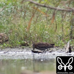 アオシギまで110メートルほど。遠いので超トリミング…。^^;