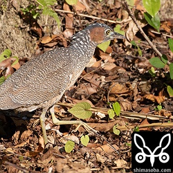 幼羽から成鳥羽に変わりつつあるズグロミゾゴイ。