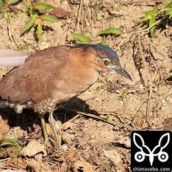 ズグロミゾゴイ成鳥。羽が1枚抜けそうで抜けない。この数日はこのような状態。