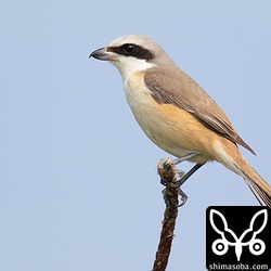 このオス個体も次列風切が欠けている。