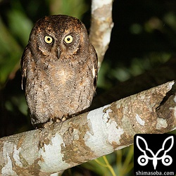 林道にいたコノハズク。