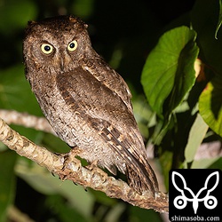 民家の近くにいたコノハズク。