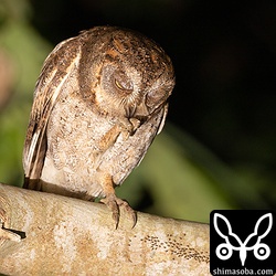 羽繕い。ところでコノハズクの足元の小虫はなんなんでしょう…。^^;