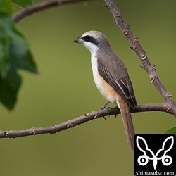 シマアカモズの成鳥は、換羽で次列風切が欠けている個体が目立ちます。