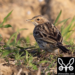 平田原の田んぼにはムネアカタヒバリが多く越冬しています。