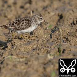 越冬中のヒバリシギ。第1回冬羽。