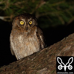 公園のコノハズク。コノハズクはどの個体も人をあまり恐れません。